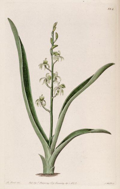 Illustration von Liparis reflexa (als syn. Liparis foliosa) von M. Hart